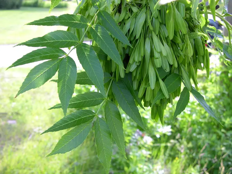 Ash foliage — compound leaf and seed keys