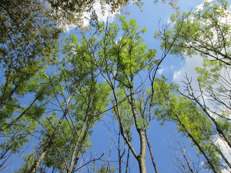 Tall, straight European ash trunks with feathery pinnate leaves against a blue sky