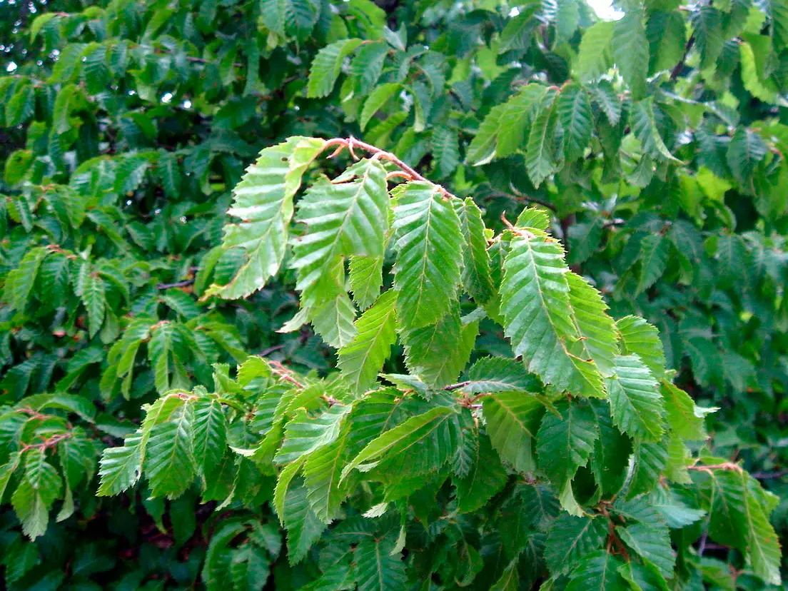 Hornbeam foliage in central Ukraine