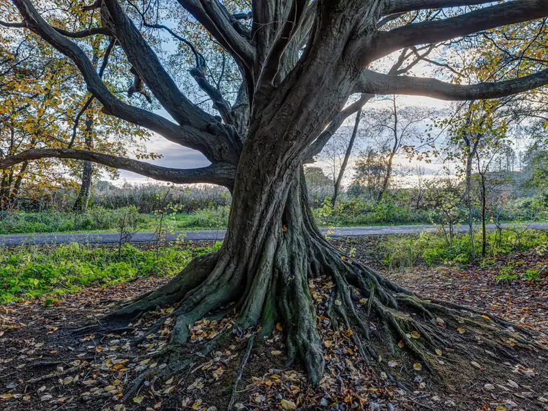 An old hornbeam with its characteristic fluted grey trunk and spreading roots