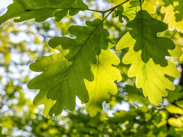 Oak foliage — lobed leaves