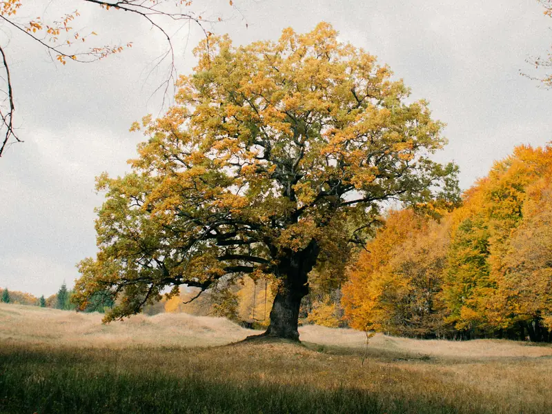 A lone oak with a broad autumn crown standing in a meadow