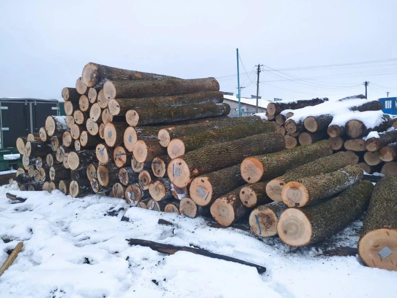 Hardwood logs stacked at the VK Timber log yard