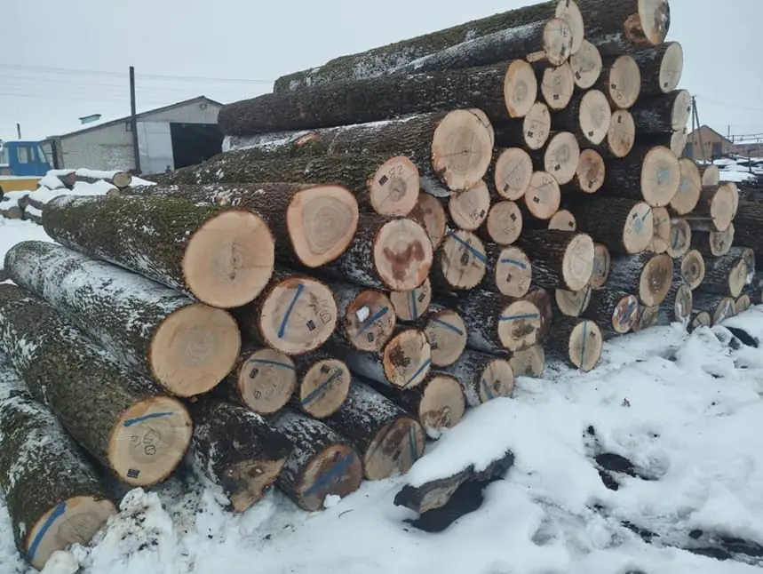Hardwood logs ready for sawing