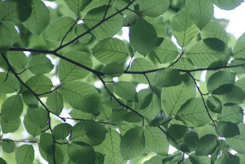 Ash foliage