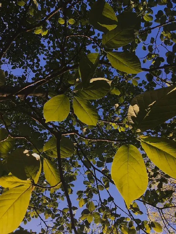 Hornbeam foliage