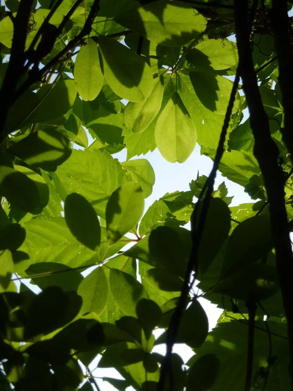 Oak foliage