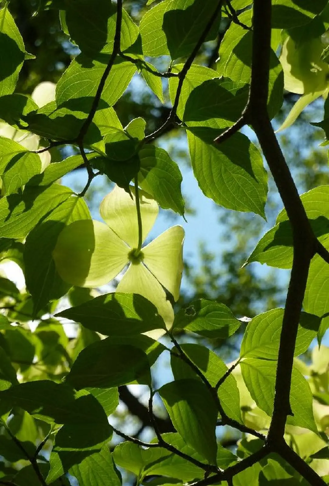 Broadleaf canopy in central Ukraine